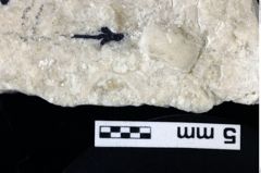 Foto (Detailansicht) von Brachyura indet. (NHMW-GEO-1990-0041-0081)